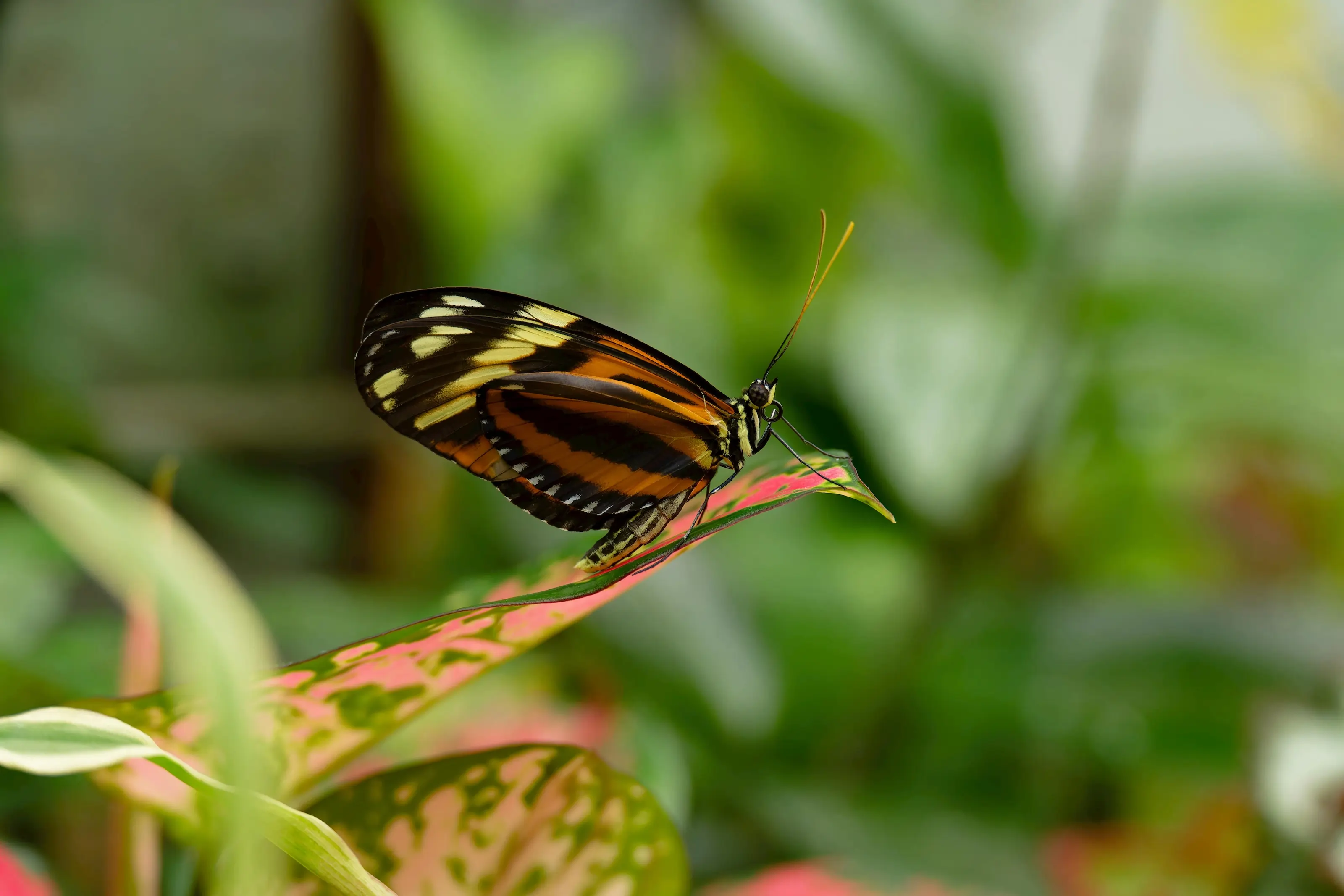 Team of maintenance ecologists working on rehabilitating native residential gardens