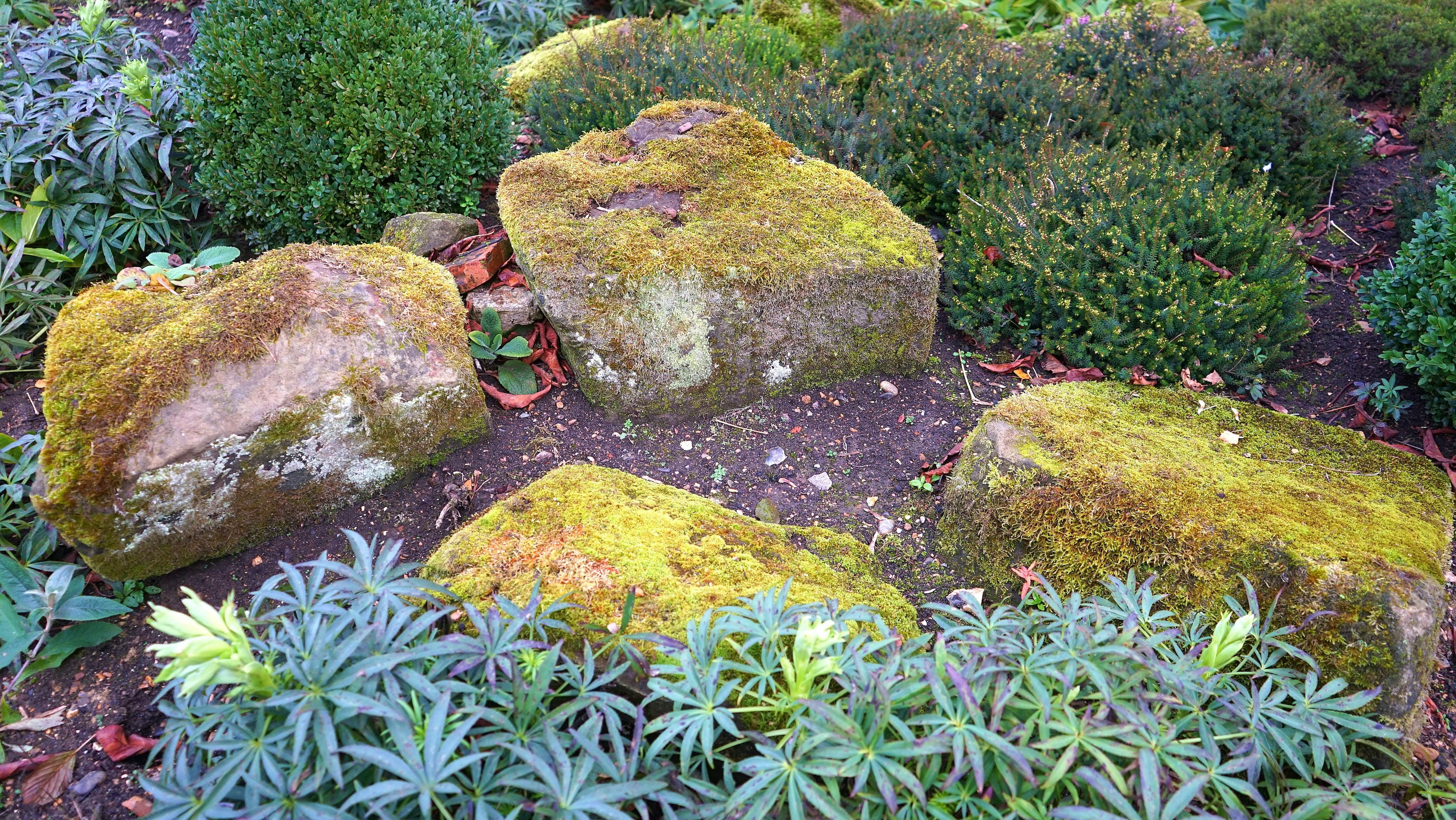 Professional gardener performing detailed maintenance on native garden bed